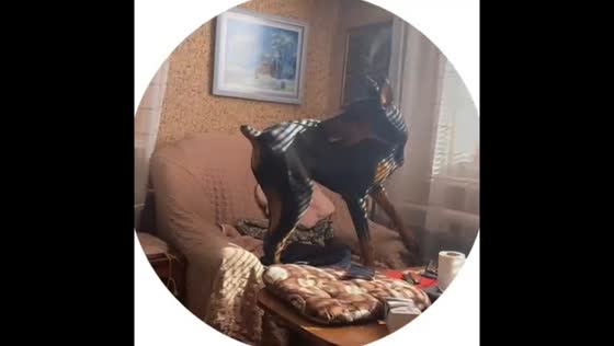 Doberman slips while jumping onto couch in living room in Izyaslav, Ukraine