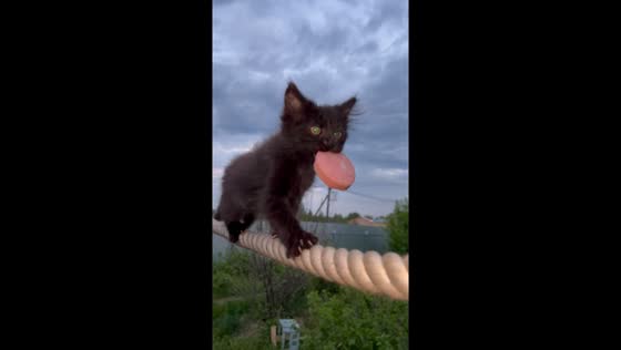 Kitten's sausage walk: cute stroll on a rope in Perm, Russia