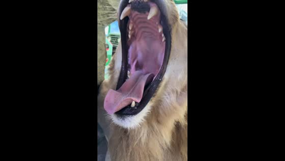 Worker playfully teases sleepy lion in Liaoning, China