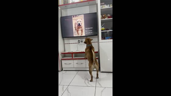 Dog barks at TV dog in Ambala, Haryana, India