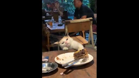 An adorable cat attempts to reach the food at the restaurant