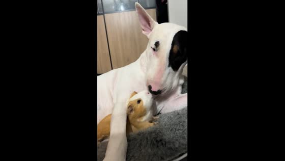 Adorable encounter: dog and hamster bonding in Provence, France