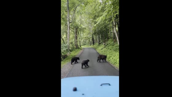 Mother bear and cubs cross road in Cades Cove