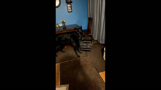 Dog carries bone crate to owner in Oak Forest, Illinois