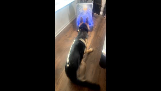 German shepherd startled by Halloween decoration in Knoxville, Tennessee, USA