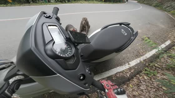 Man confronted by group of monkeys beside roadside in Anhui, China