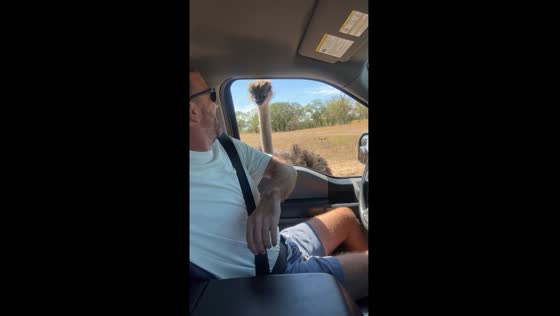 Ostrich feeding frenzy terrifies kids in Glen Rose, Texas
