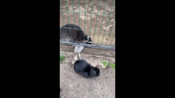Raccoon surprises cat with funny interaction at Baranovichi zoo, Belarus
