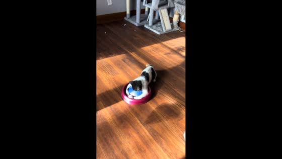 Cats display playful and protective behavior in Nebraska, USA
