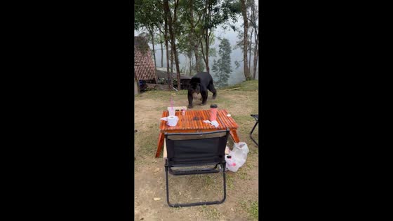 Sun bear wanders near hikers in Kaeng Krachan National Park, Thailand