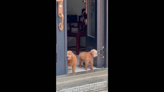 Puppy hilariously barks and wiggles its head while backing into a house in Chongqing, China