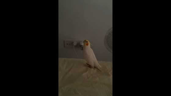 Cockatiel mimics ringing sound while standing on bed in Zhejiang, China