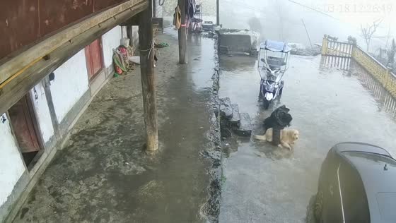 Woman slips down wet stairs after bumping into dog during snowfall in Guizhou, China