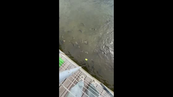 Girlfriend drops bank card into pond while buying fish food in Magnitogorsk, Russia