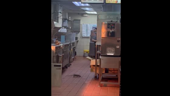 Unexpected rat causes commotion during interview in Pasay, Philippines