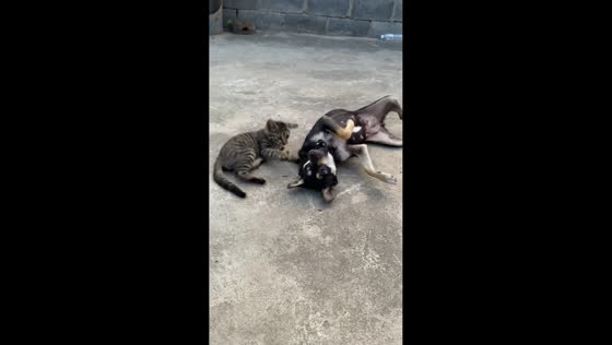 Cat and dog playfully spar in Jiangsu, China