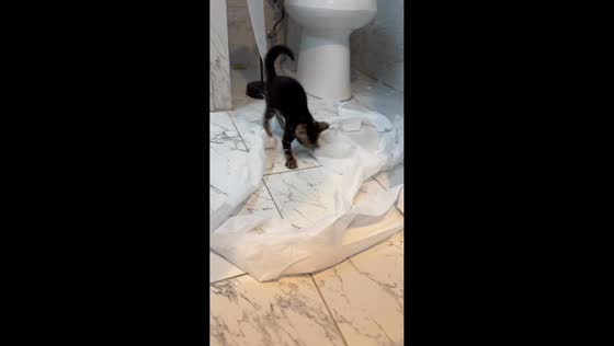 Bengal kitten Ollie makes mess with toilet paper in Texas, USA