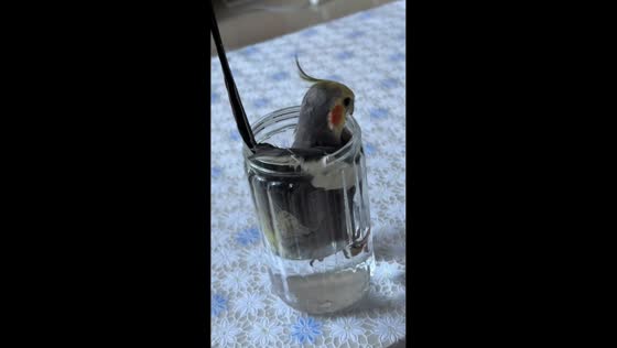 Parrot stuck in glass jar while drinking water in Guizhou, China
