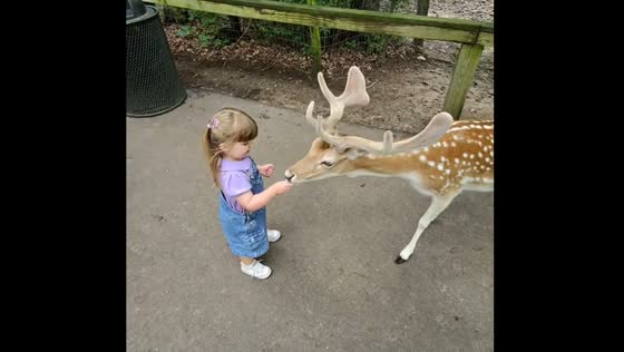 Child joins person in feeding deer at the Wisconsin Deer Park