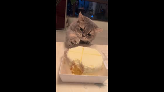Cat enjoys cake with playful tap-and-lick routine in Chongqing, China