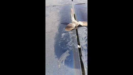 Workers rescue trapped bird from solar panels in Khivsar Nagour, India