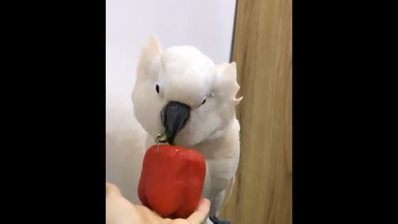 Cockatoo rejects red bell pepper and throws it in Masal, Iran 