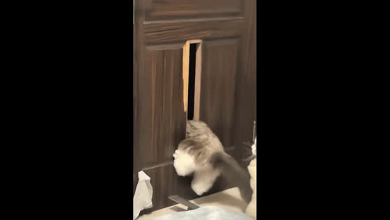 Cat gives up escaping attempt after playful bite in Guizhou, China