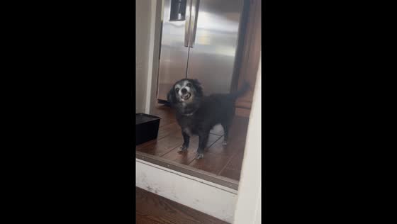 Kokoni dog lights up with joy after hearing owner’s voice in Elizabeth, Pennsylvania, USA