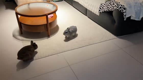 Rabbit gets confused during hide-and-seek game in Zhejiang, China