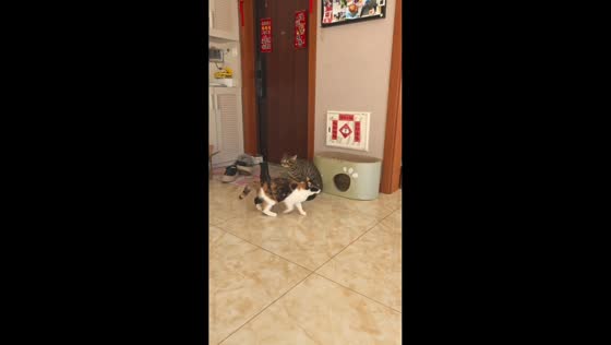 Cats react dramatically to owner’s sudden sneeze in Heilongjiang, China