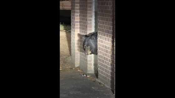Bear lurking at trash and recycling center in Steamboat Springs, Colorado