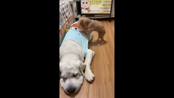 Puppy adorably scratches dog’s belly while it lies beside bed in Anhui, China