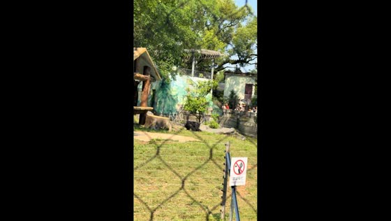 Gorilla tosses clump of soil toward visitors in Guangxi, China