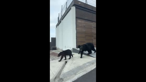 Black bears spotted roaming a neighborhood in San Patricio, Mexico