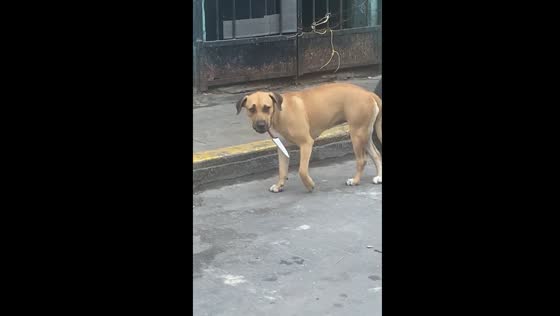 Dog in Callao, Peru, caught holding knife in hilarious video