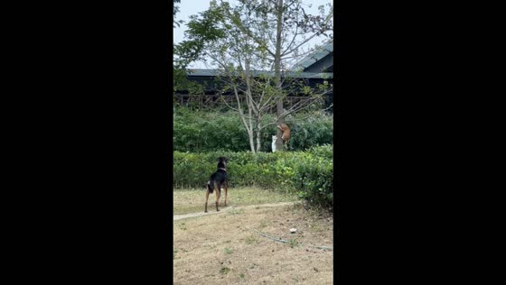Dog barks at two cats clinging to a tree in Anhui, China