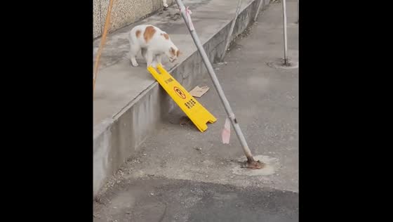 Cat and mouse play captured at Shaanxi University of Science and Technology
