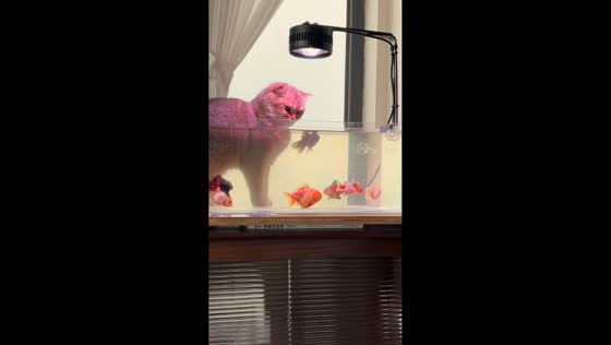 Curious cat plays with aquarium fish in Sichuan, China.