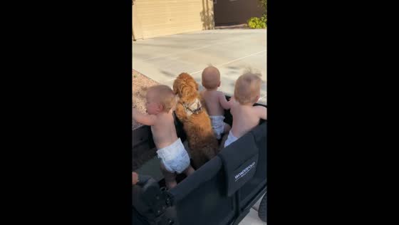 Kids and dog stroller adventure