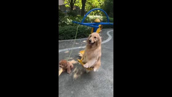 Golden Retriever enjoys swing while poodle watches in Guangxi, China