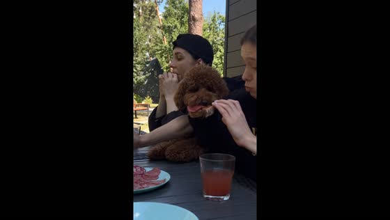 Dog steals sandwich in Lviv video