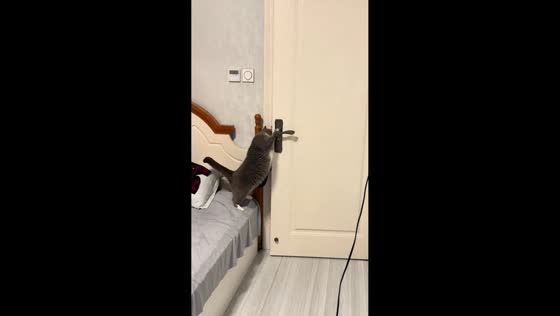 Cat cleverly opens door and escapes in Zhejiang, China
