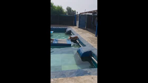 Dog falls into pool after slipping off floating platform in Liaoning, China