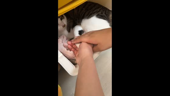 Cat repeatedly taps away a hand while resting in Jiangsu, China