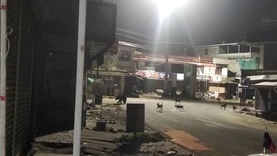 Dogs chase bear away with relentless barking in Nilgiris, Tamil Nadu, India