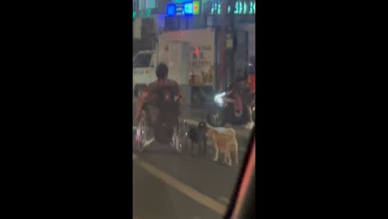 Disabled owner's dogs show remarkable loyalty in street stroll