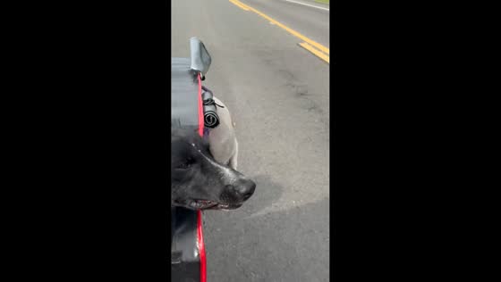 Dog riding in a box on a motorcycle slips out in Nariño, Colombia