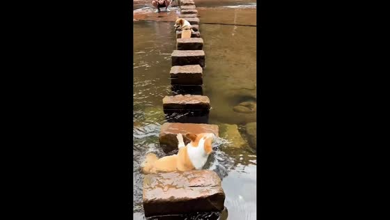 Corgi falls into shallow river while crossing stepping stones in Sichuan, China
