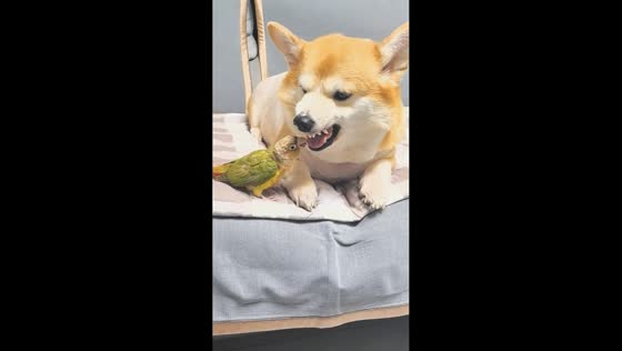 Corgi and parrot have tense but playful moment on bed in Jiangsu, China