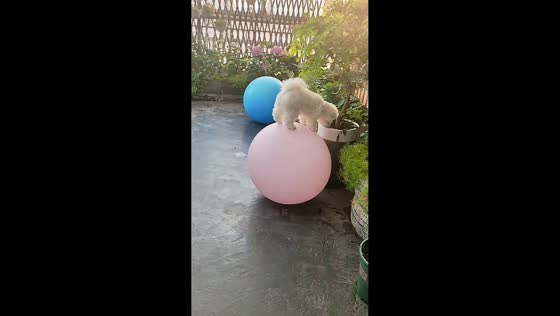 Bichon Frise shows off balancing skills on giant exercise ball in Shandong, China